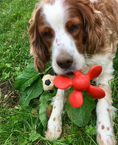 Propeller Red Pet toy - Natural Rubber Toys